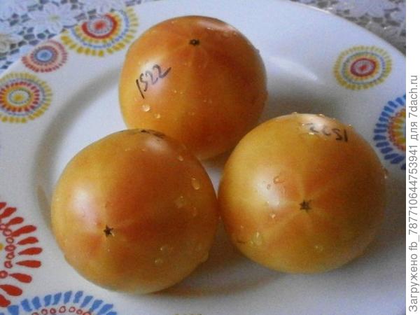 Гном Сладкая Сью Среднеспелый карликовый урожайный сорт. Высота куста – 60-70 см. Плоды округлые или сплюснутые, среднего размера (масса – 100-150 г), созревают до ярко-желтого цвета с розоватым оттенком, ароматные, сочные. Вкус выдающийся – хорошо сбалансированный, очень сладкий, напоминает дыню.