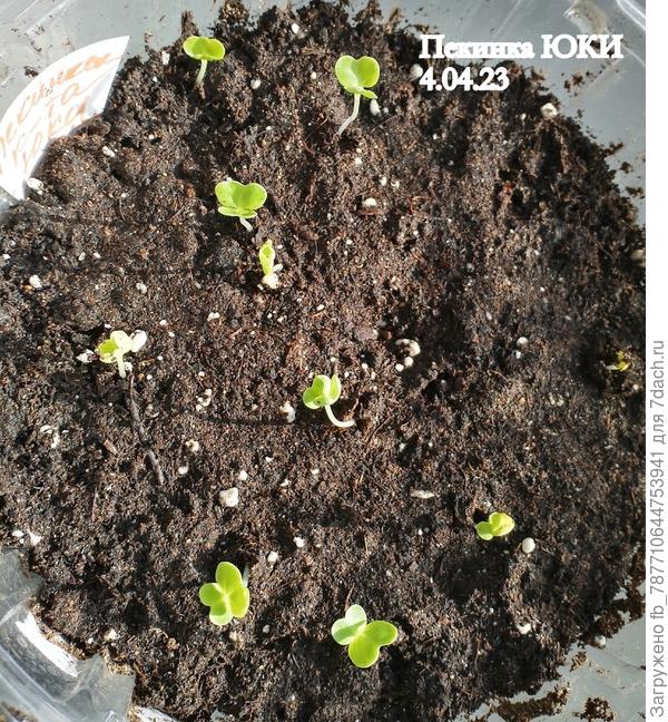 посев 31 марта, взошла 3 апреля.Быстро