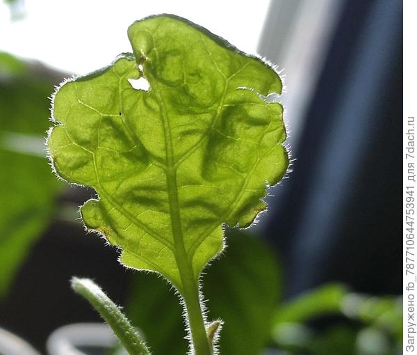 Водянка? Не понятка какая то творится с ними