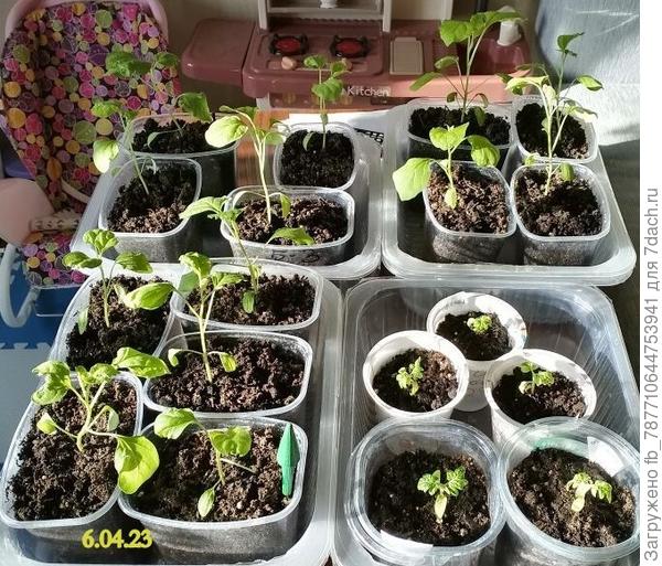 Баклажаны и гномами