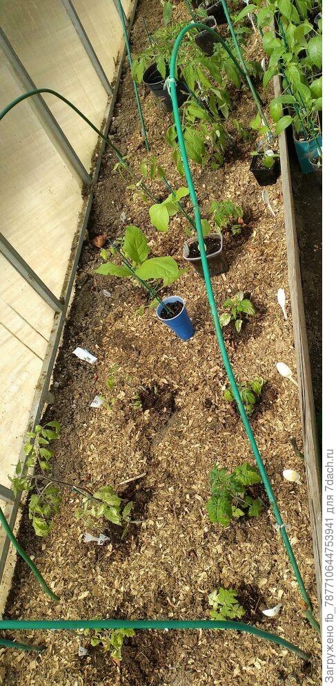 А вот Гномы ряд справа-мелочь по сравнению