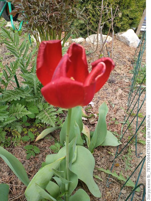 Тюльпан единственный цвел, а остальные спят наверно...