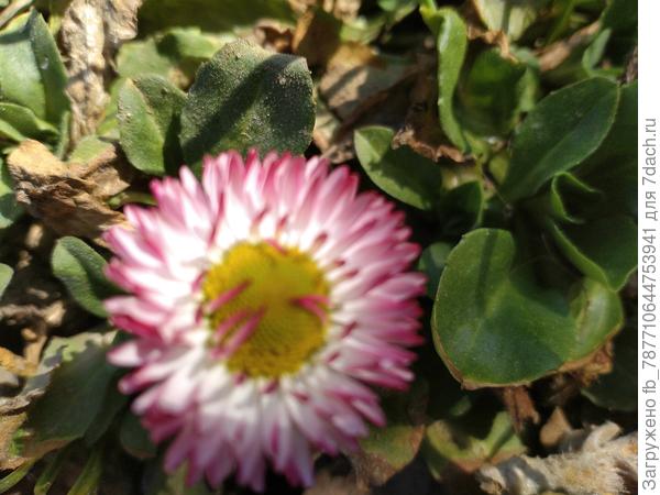 Маргаритки