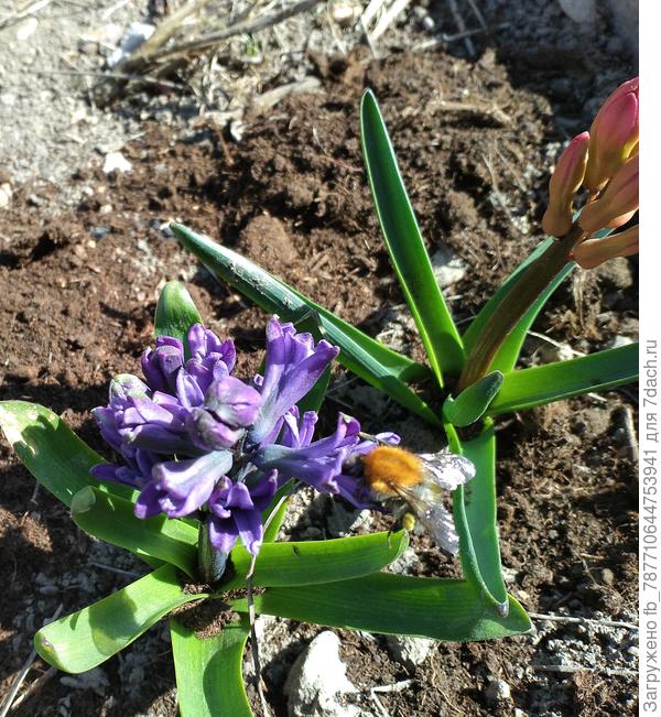 Рано расцвели гиацинты.