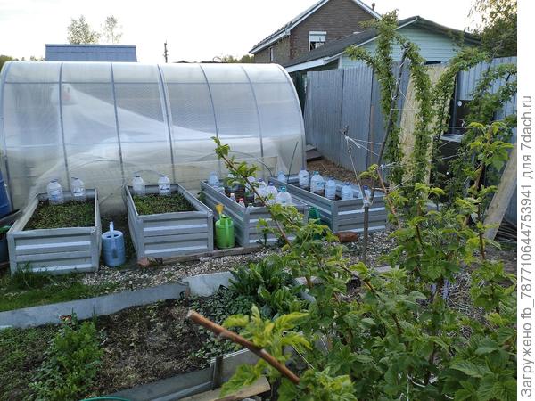 3 и 4 грядки арбузы и дыни