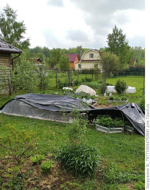 Сладкие Перцы и Баклажаны под крышей.