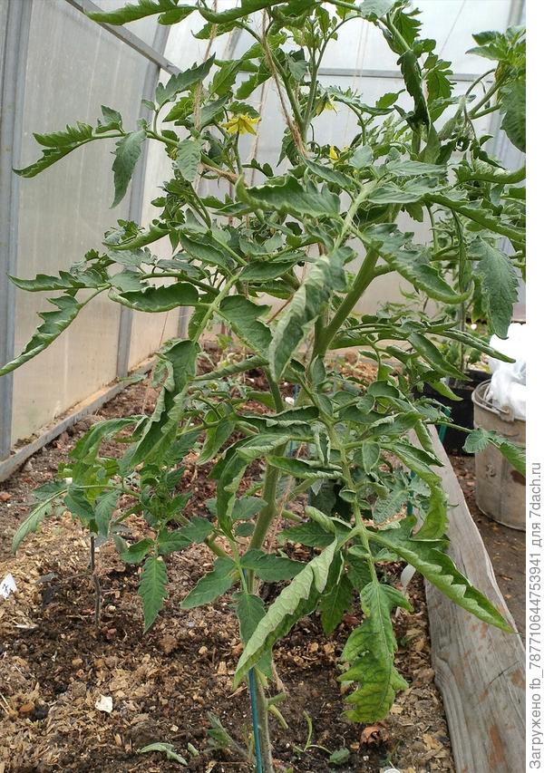 А я пасынки мощные оставила, еще только май, пусть растут и дают помидорки