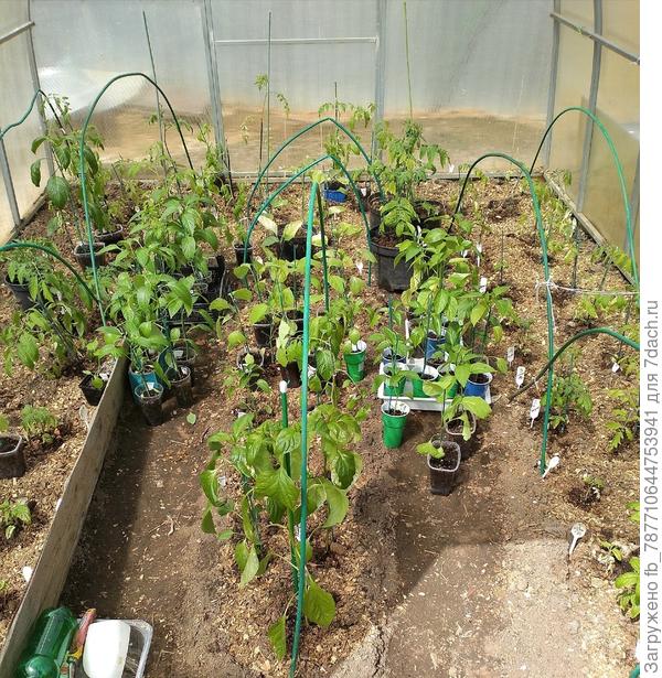 Высадка рассады в парник-29 апреля