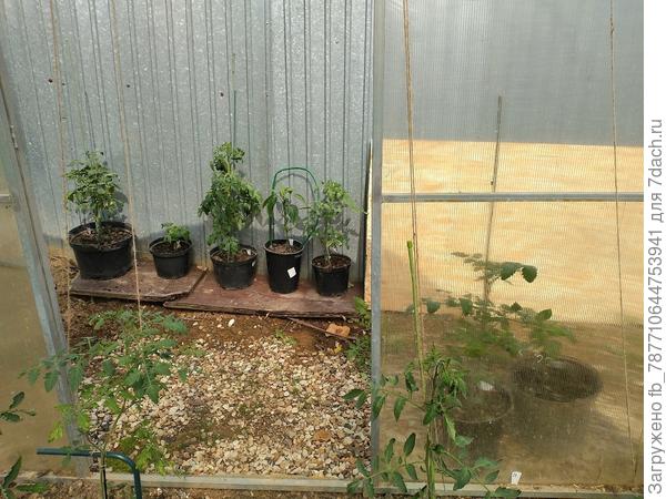 Один день и постояли на воле и опять в теплицу, тяжелые в горшках, даже в ведре один гном. Вот ведро надо покрасить что ли или фольгой обматать.