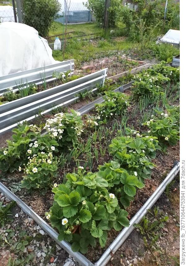 Семейный лук в клубнике