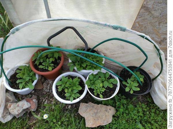 Петунии никак не выставлю на свои места.