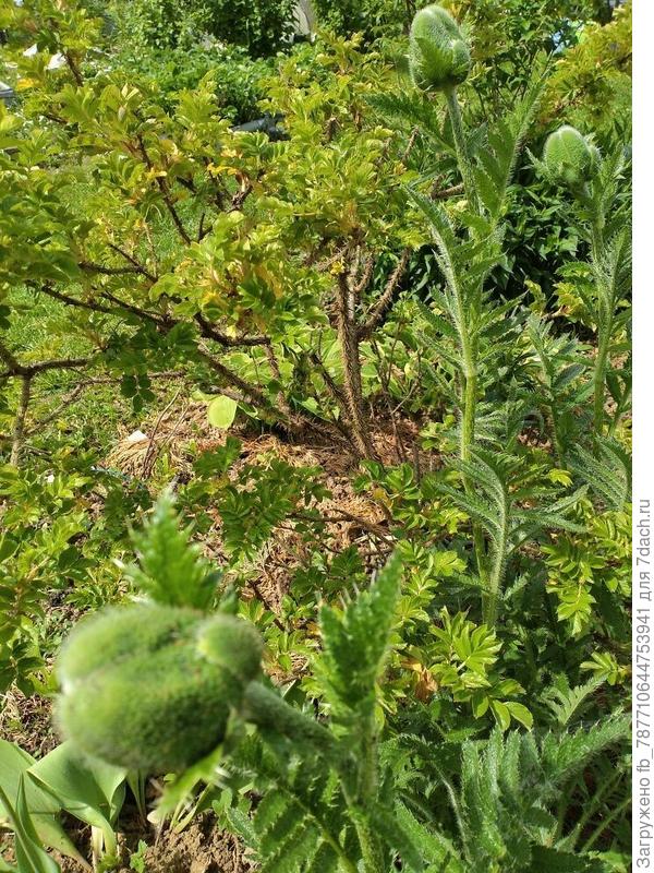 Так ждала цветения маков(((((но вчера головки им посшибали ...Строители вкручивали железяки, террасу строят. Печалька у меня.