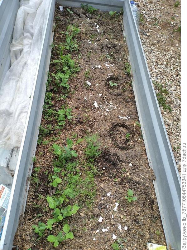 Арбузы в одной грядке высокой, а здесь горошек и Дыни.Не помешают, надеюсь, друг другу? Открываю в теплые дни, пусть привыкают к солнцу. А вот как дальше-пусть растут как на поле, или подвязывать вверх плети.Кто подскажет?