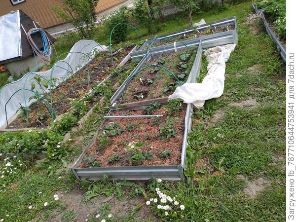 кабачки и перцы с баклажанами нежатся на солнышке, вечером накрою опять.