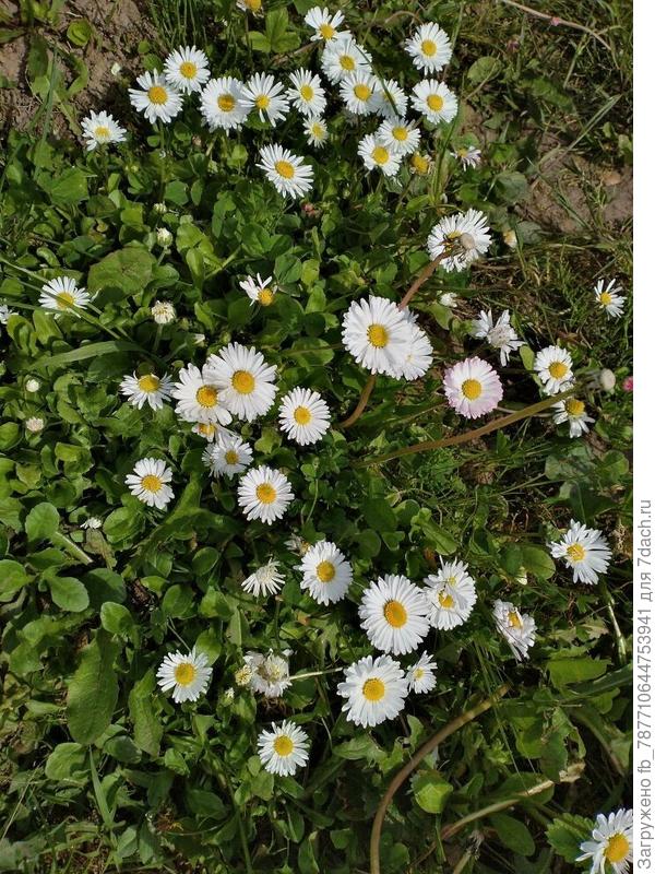 и маргаритки