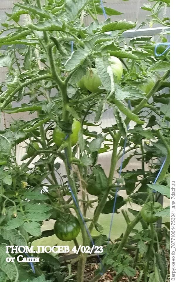 Гном от 4 февраля. Старичок мой