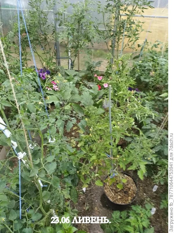 вчера в парник занесла петунии и томаты в горшках, ливень закончится, выставлю обратно в сад.