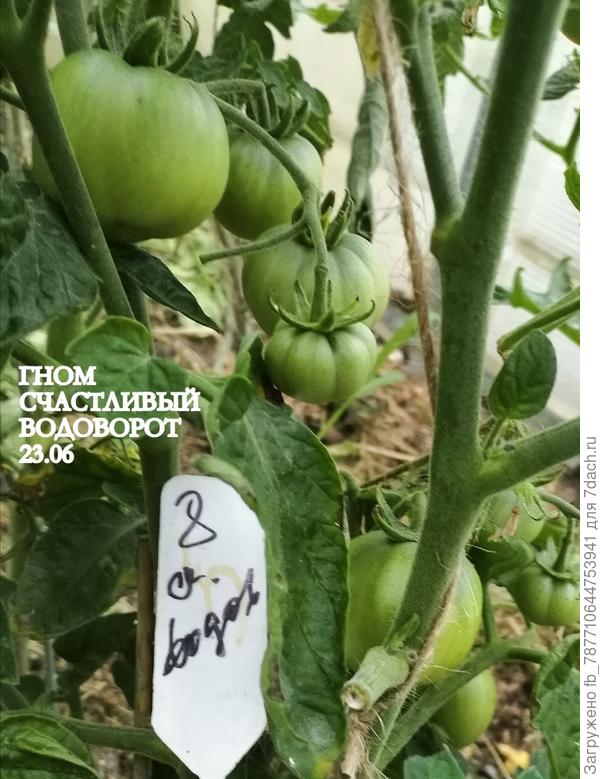 Урожайный, посеяла впервые