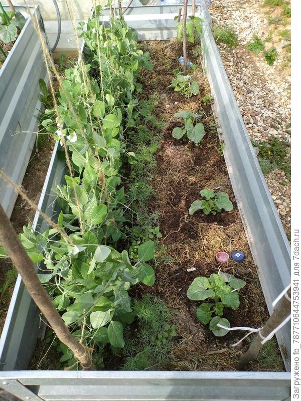 Вот такие ещё дыньки, маленькие. Поливала травой и куриным навозом. Золой опудрила землю в грядке.