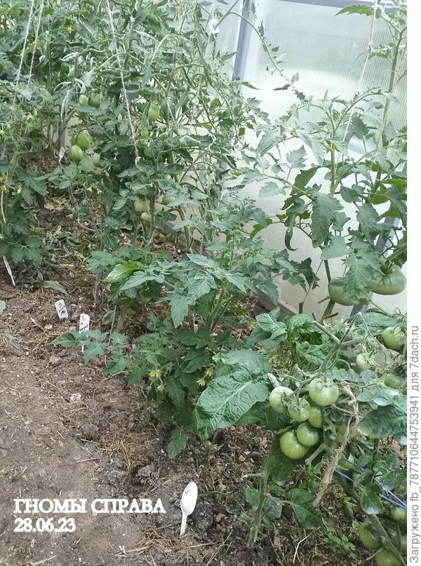 Гномы справа в парнике, ряд первый, высокие это индеты