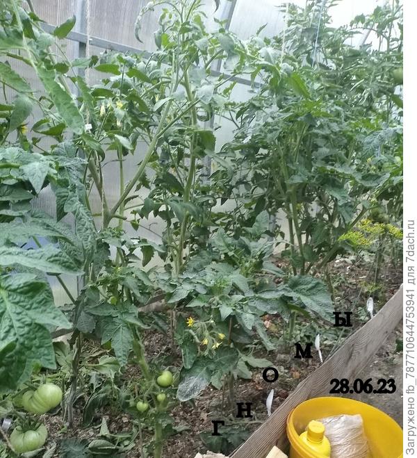 крайний ряд слева в парнике Гномы