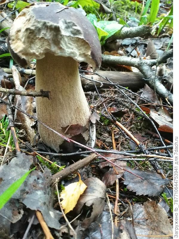 с улитками,значит чистый, без червячков!