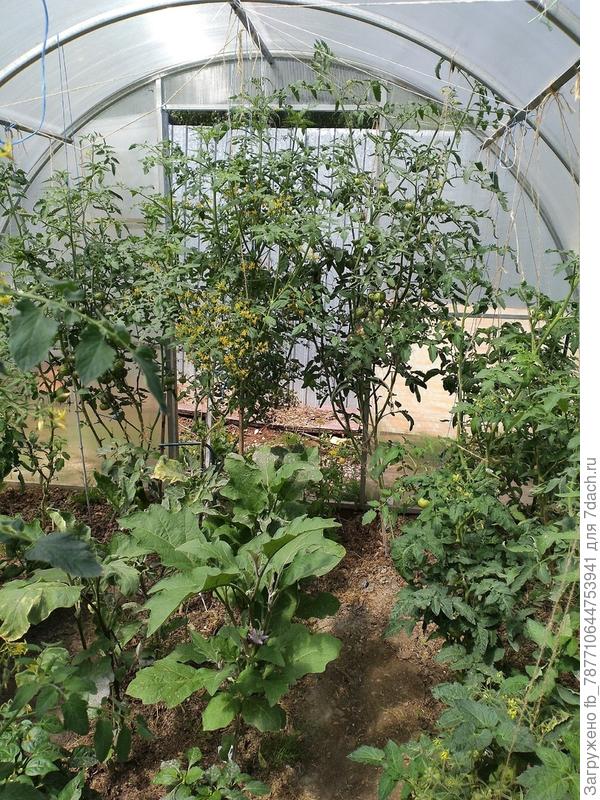 в середине Черри Кварц Мультифлора, по бокам два томата Ксанаду З.Б.