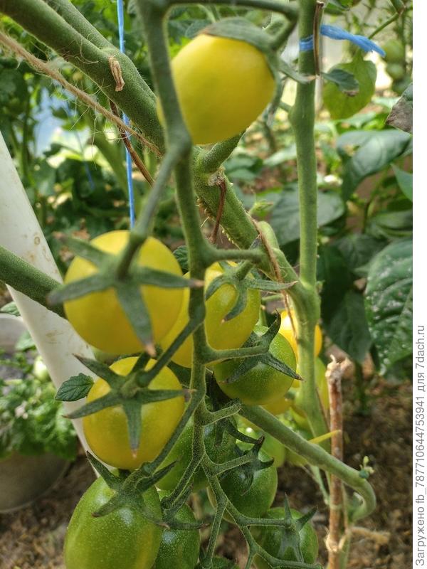 Черри Песчаная Буря