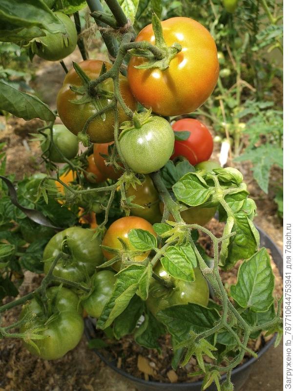 В открытом грунте в горшке