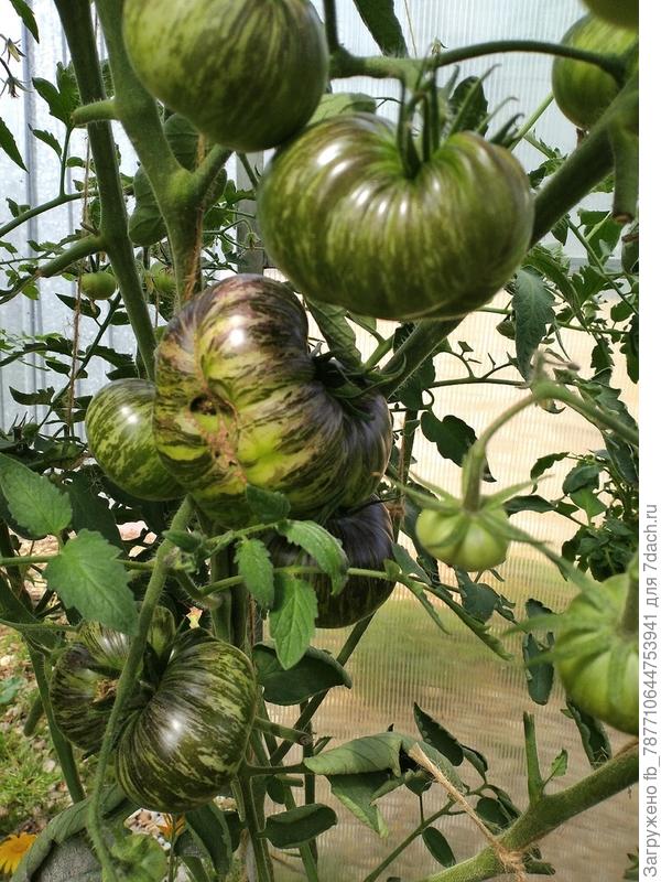 Спеет Ксанаду Зеленая Богиня(очень сладкие красивые помидорки)