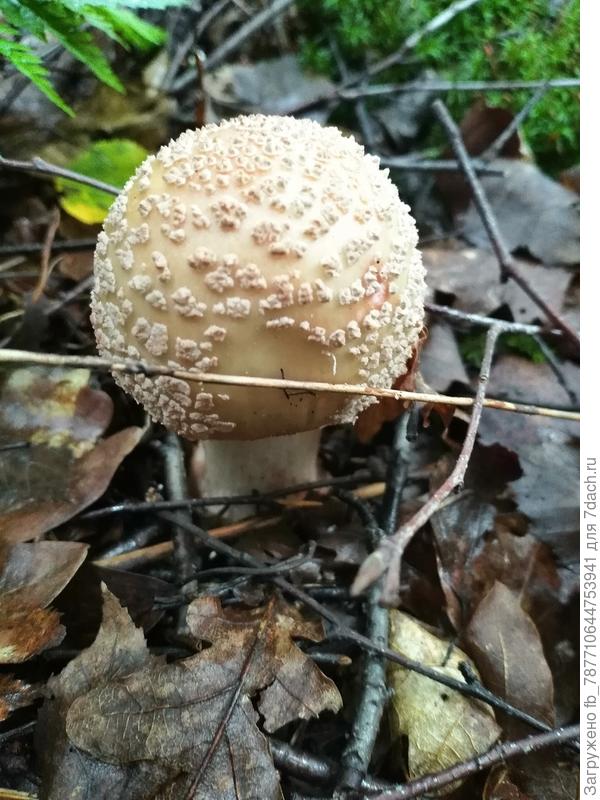 где мухомор, там надо белые искать