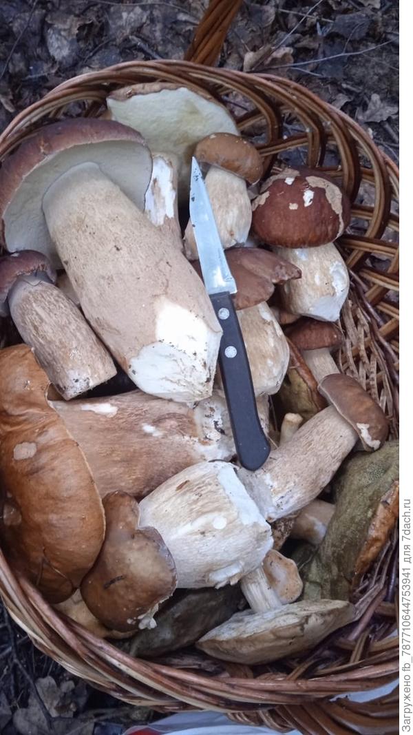 и у дочери много