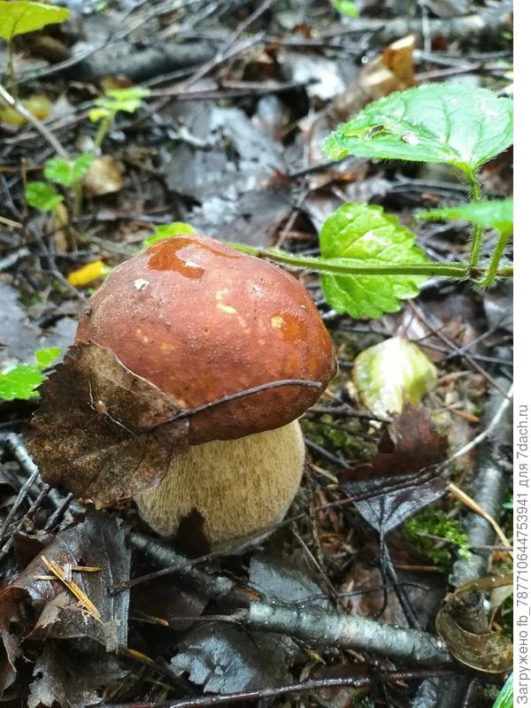 вот такие красавцы