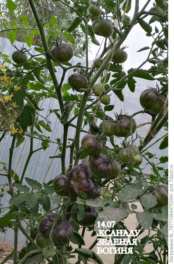 сладкие помидорки, жду когда созреет