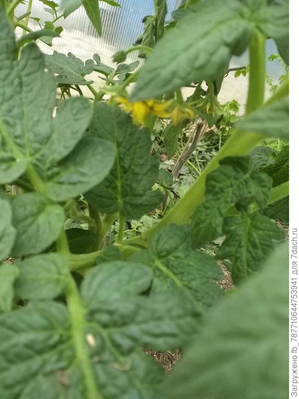 Олуру Охра, стоит ли его сеять теперь, цветёт все, цветет