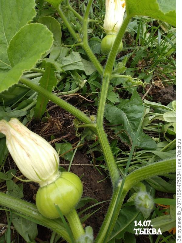 и не было  на тыкву надежды, но ведь растёт