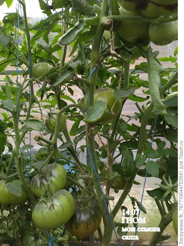 Единственный уцелевший гном посеянный 4 февраля.Семена мои, сладкий и урожайный.А сорт, может удастся угадать, когда поспеет.