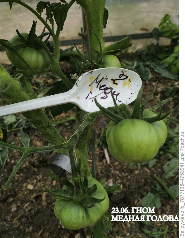 Жду его, самый сладкий