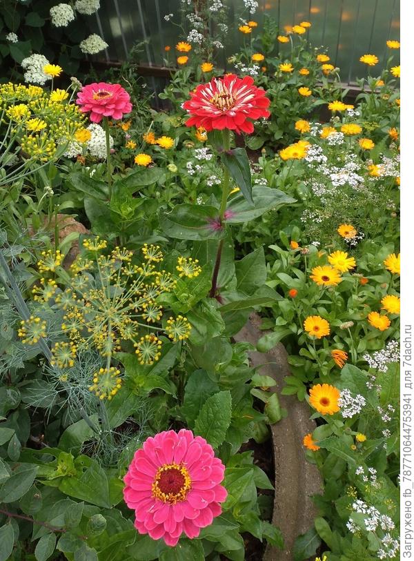 цинии зацвели