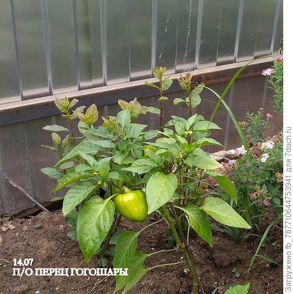 думала не выживет в открытом, а выдал , пусть пока парочку