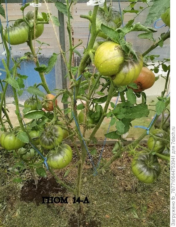 Гном уцелевший от посева 4.02.