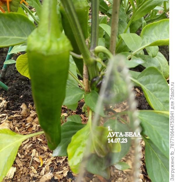 Прошлогодние  семена. Должен быть самым длинным.Вот и посмотрю.