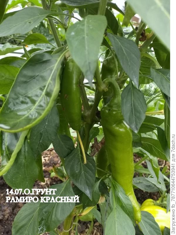 В открытом грунте Рамиро