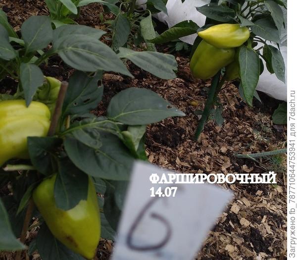 ...уже нафаршировали. Удачный перчик