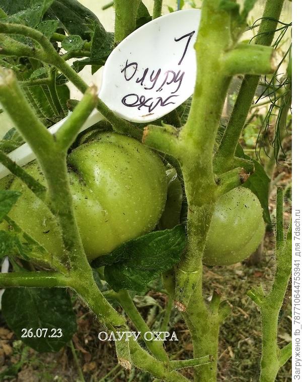 опомнилас, помидорки дала