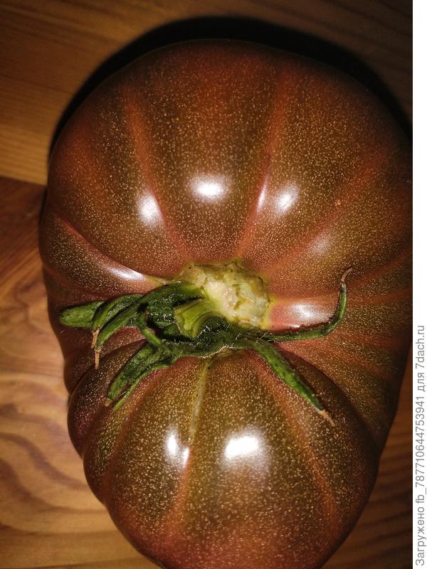 Бренди Фред гном