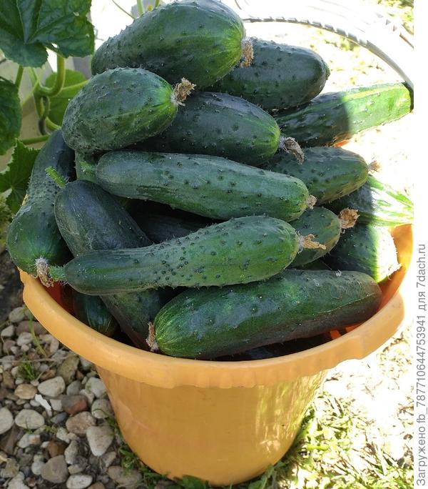 Вот такие 5 ведерок!!!Раздаем. А сколько ещё висит малюсеньких!!!!