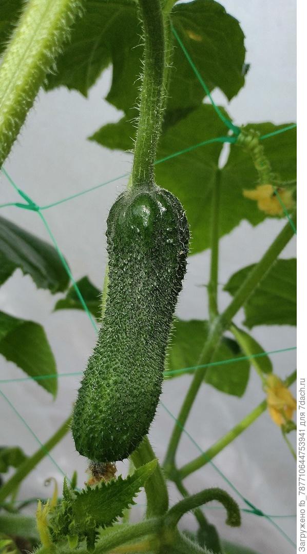 Веселые гномики