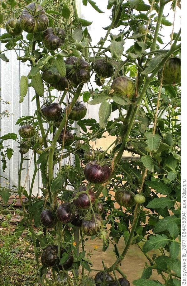 Ксанаду Зеленая Богиня, сажаю второй год