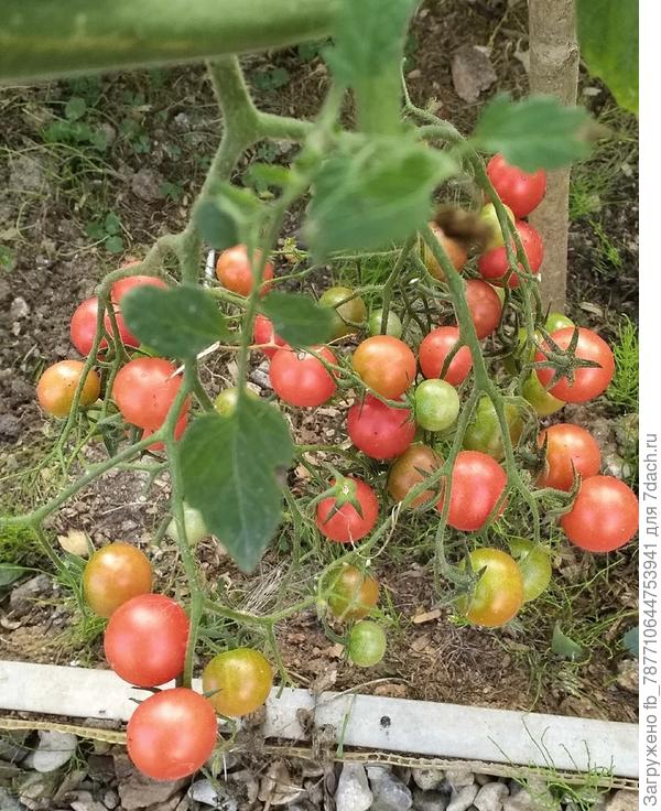 И эти понравились-Черри розовый кварц мультифлора